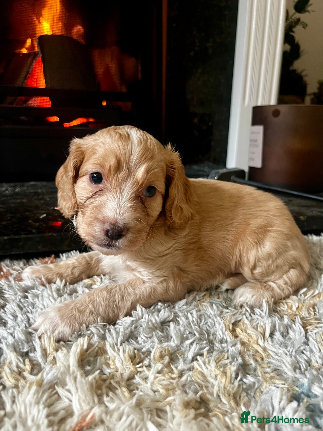 Cockapoo dogs for sale: Cockapoo Puppies Looking For 5* Homes  - Image 3