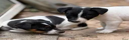 Jack Russell dogs for sale: READY NOW! Traditional Working Jack Russell Puppy - Advert 13