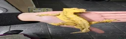 Gecko reptiles for sale: Adult crested geckos various for sale - Advert 4