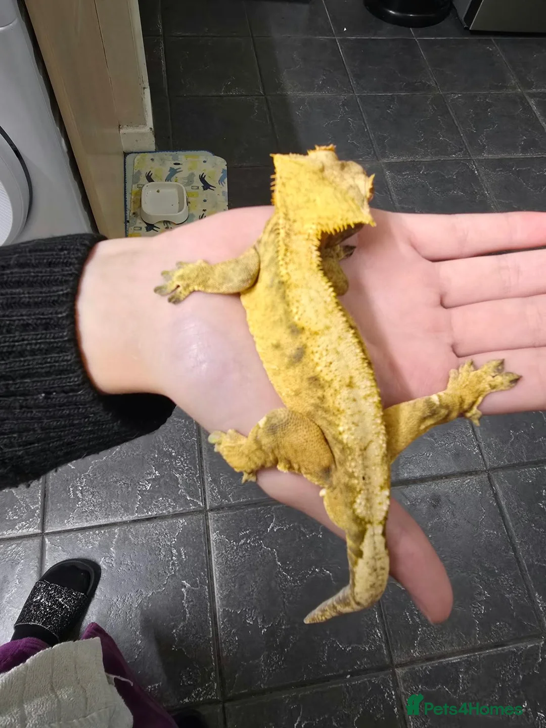 Gecko reptiles for sale: Adult crested geckos various for sale - Advert 4