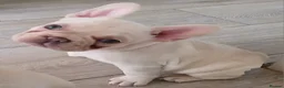 French Bulldog dogs for sale: Last pup/Pure bred French bulldog puppies for sale - Advert 7