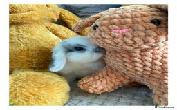 Mini Lop rabbits for sale: Pure bred Mini Lops - Image 3
