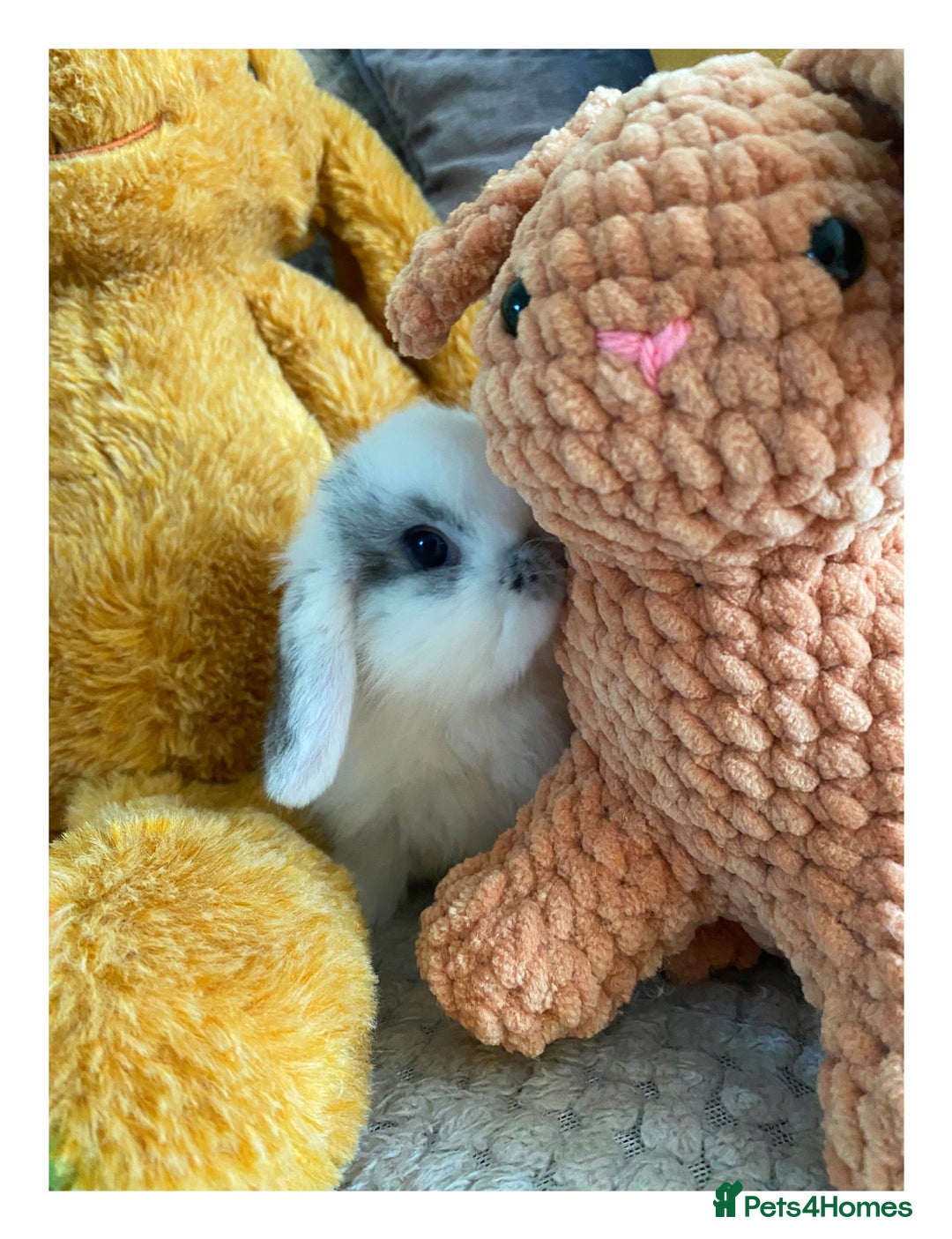 Mini Lop rabbits for sale: Pure bred Mini Lops - Image 3