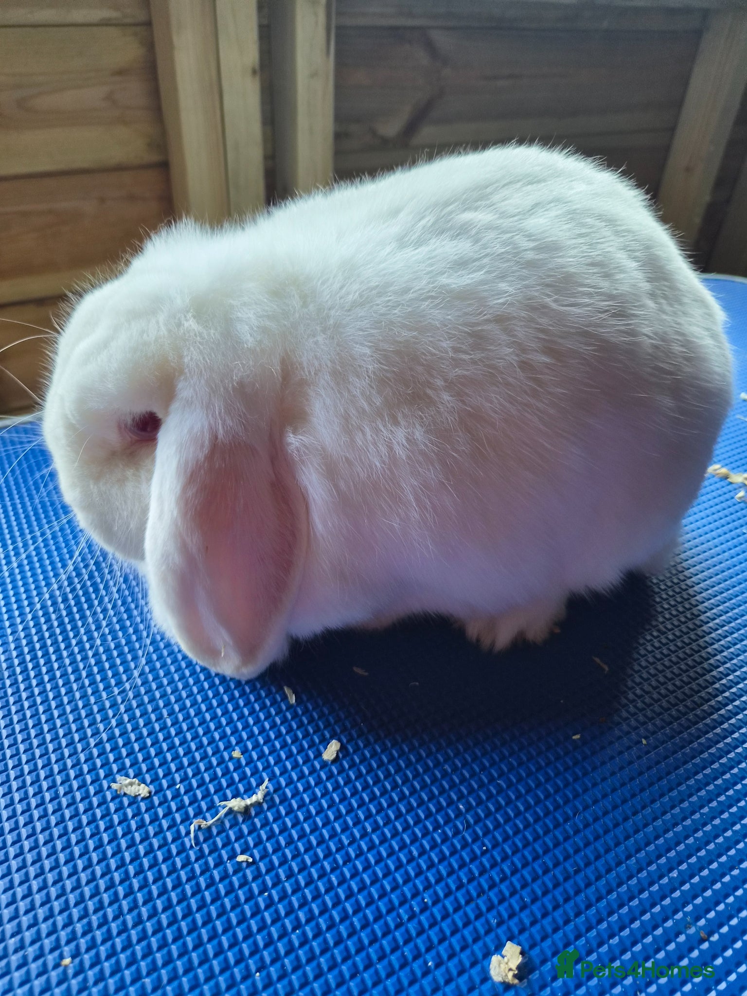 Dwarf Lop rabbits Dwarf lop rew doe - Advert 16