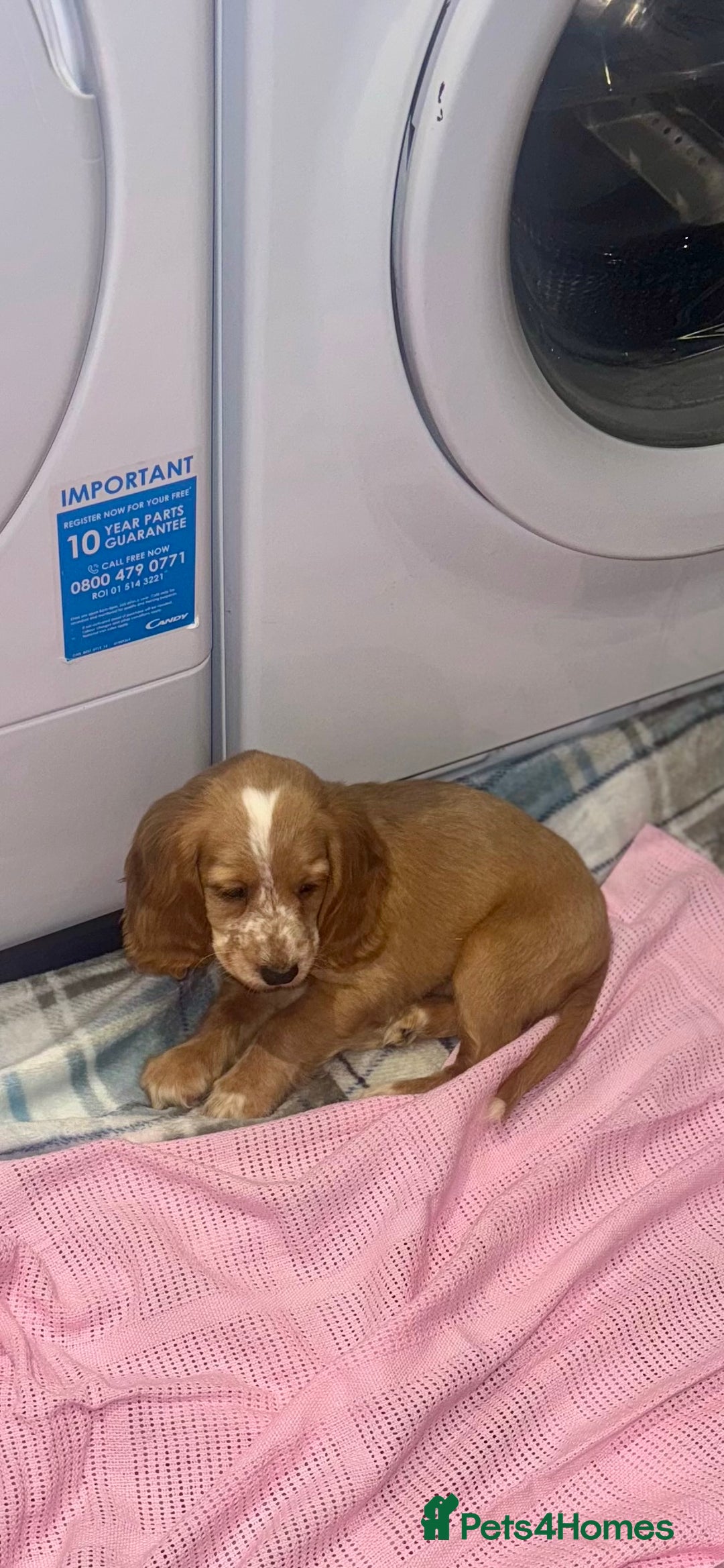 Cocker Spaniel dogs for sale: Beautiful Show Type Puppies - Advert 6