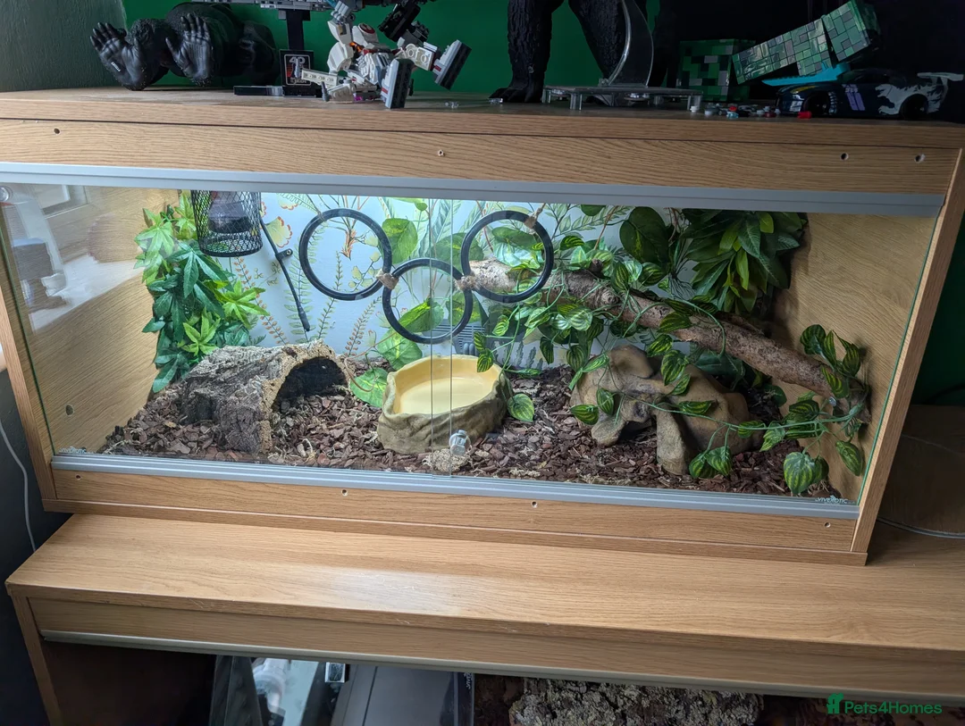 Python Snake reptiles for sale: Clown Royal Python male - Advert 5