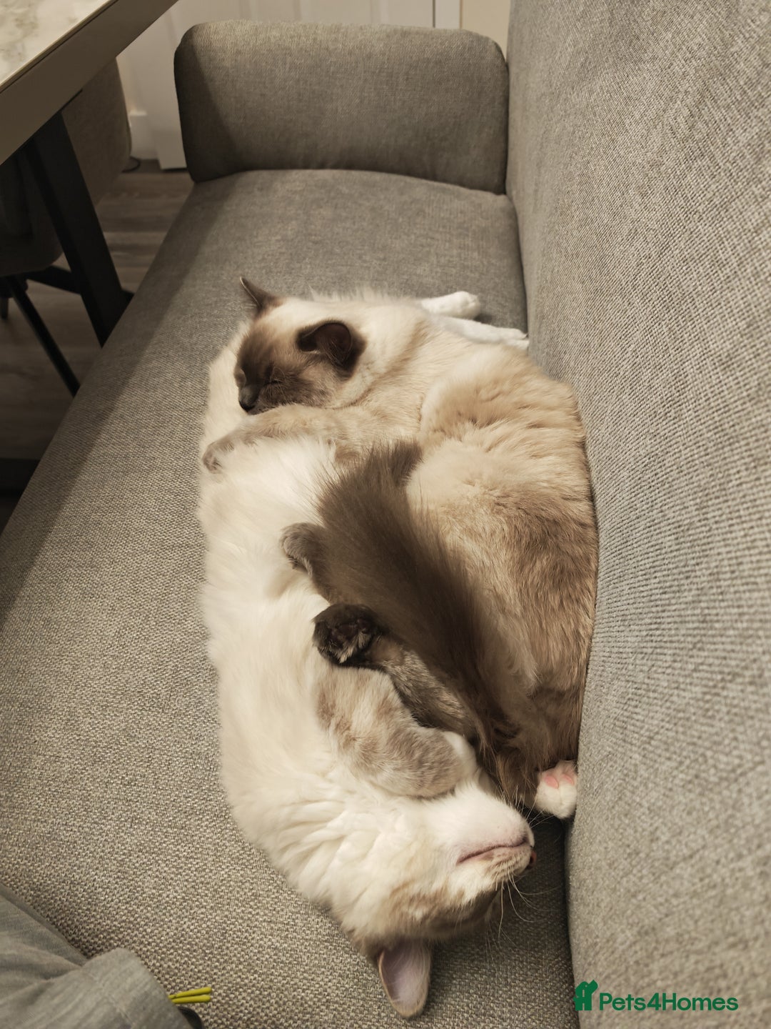 Ragdoll cats for sale: Bonded pair of male ragdolls - Advert 6