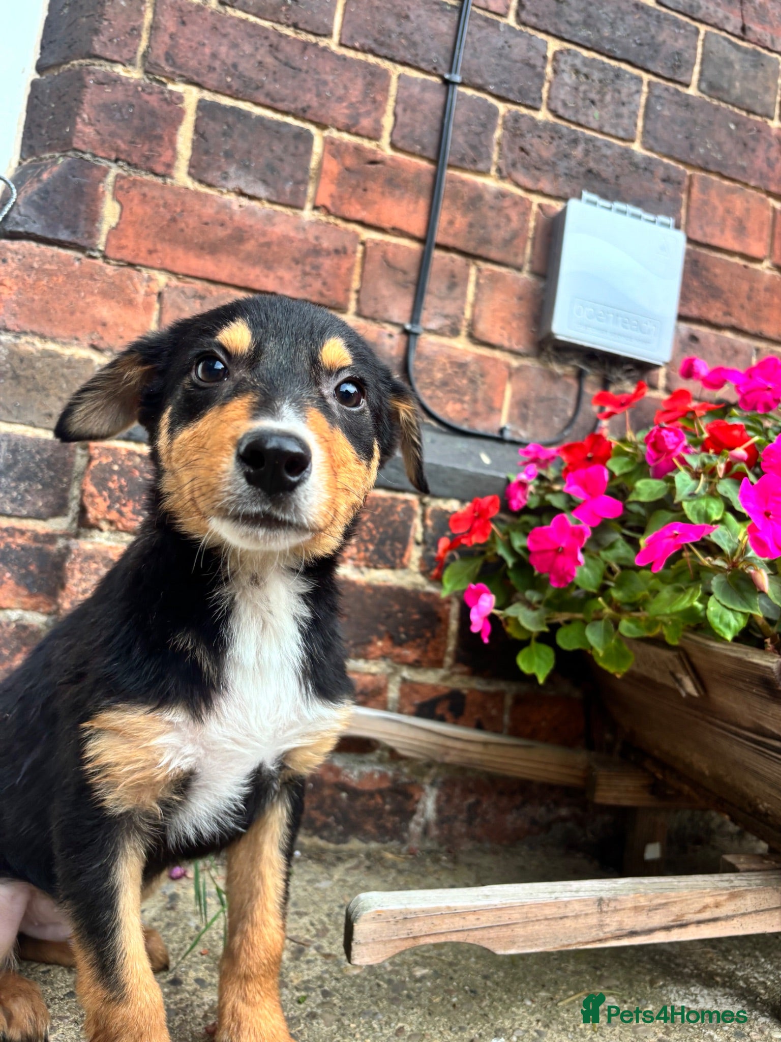 Mixed Breed dogs Collie X kelpie  - Advert 2
