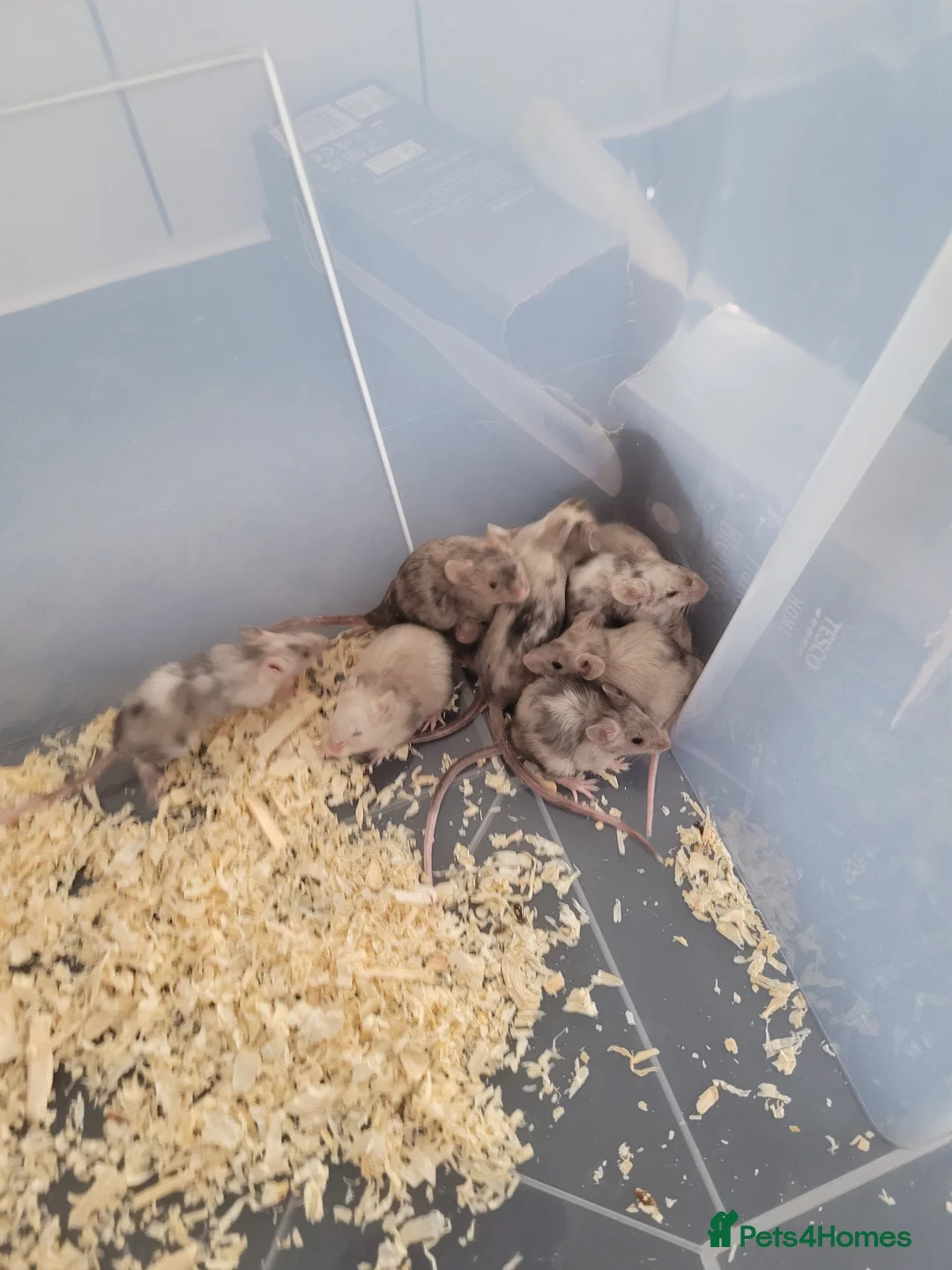Mouse rodents for sale: Mice for sale  - Advert 2