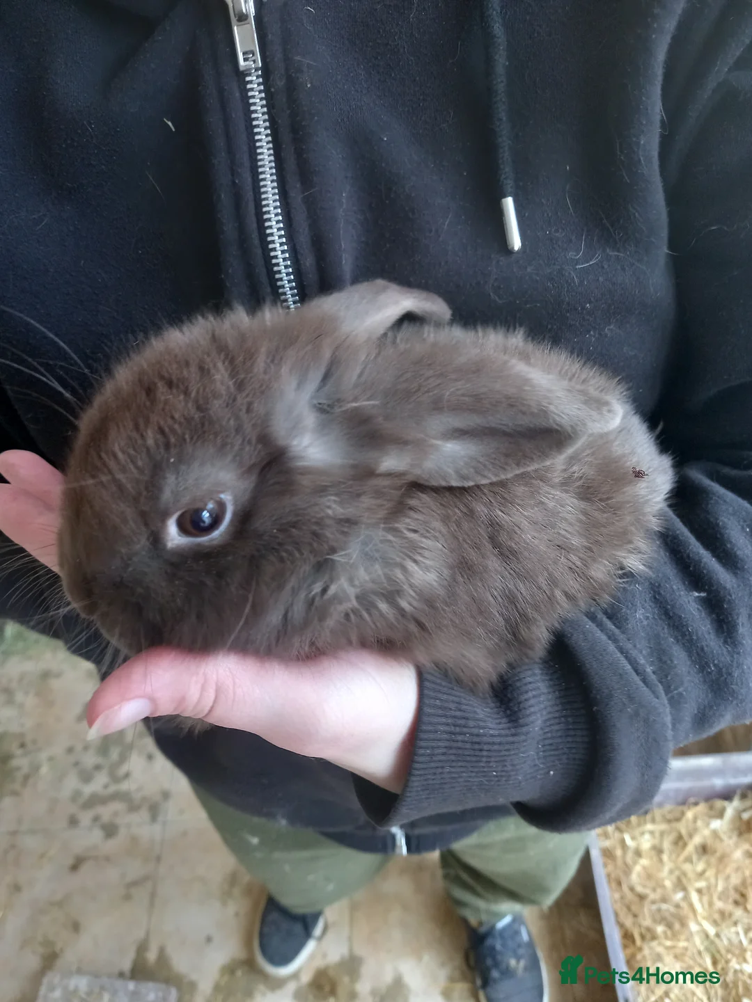 Mini Lop rabbits for sale: Mini lop in Middlesbrough - Advert 3