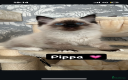 Ragdoll cats for sale: GCCF REGISTERED DNA TESTED PARENTS AND CLEAR  - Image 6