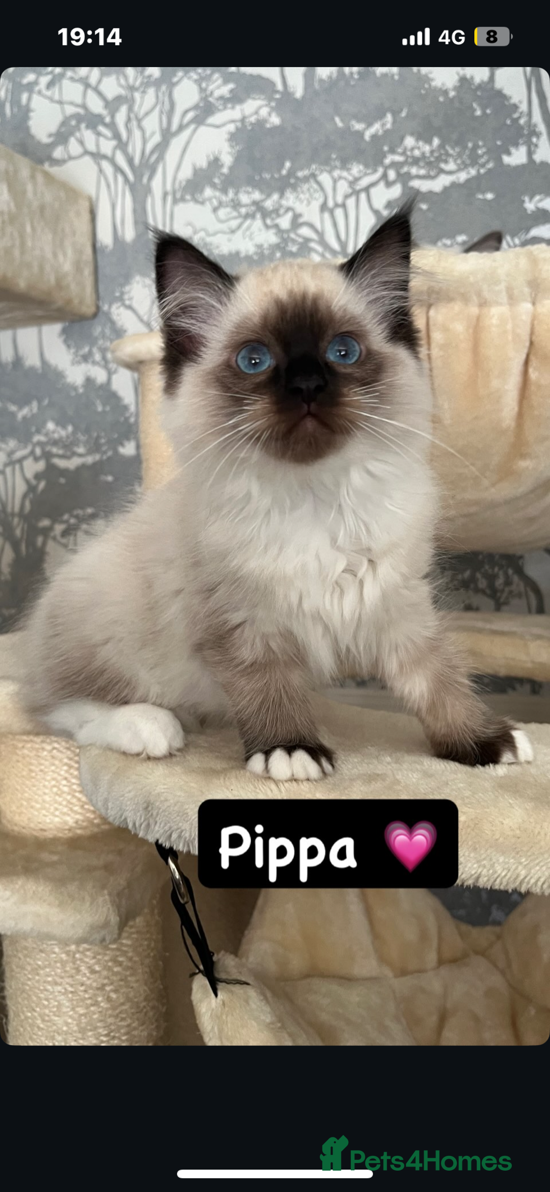 Ragdoll cats for sale: GCCF REGISTERED DNA TESTED PARENTS AND CLEAR  - Image 6