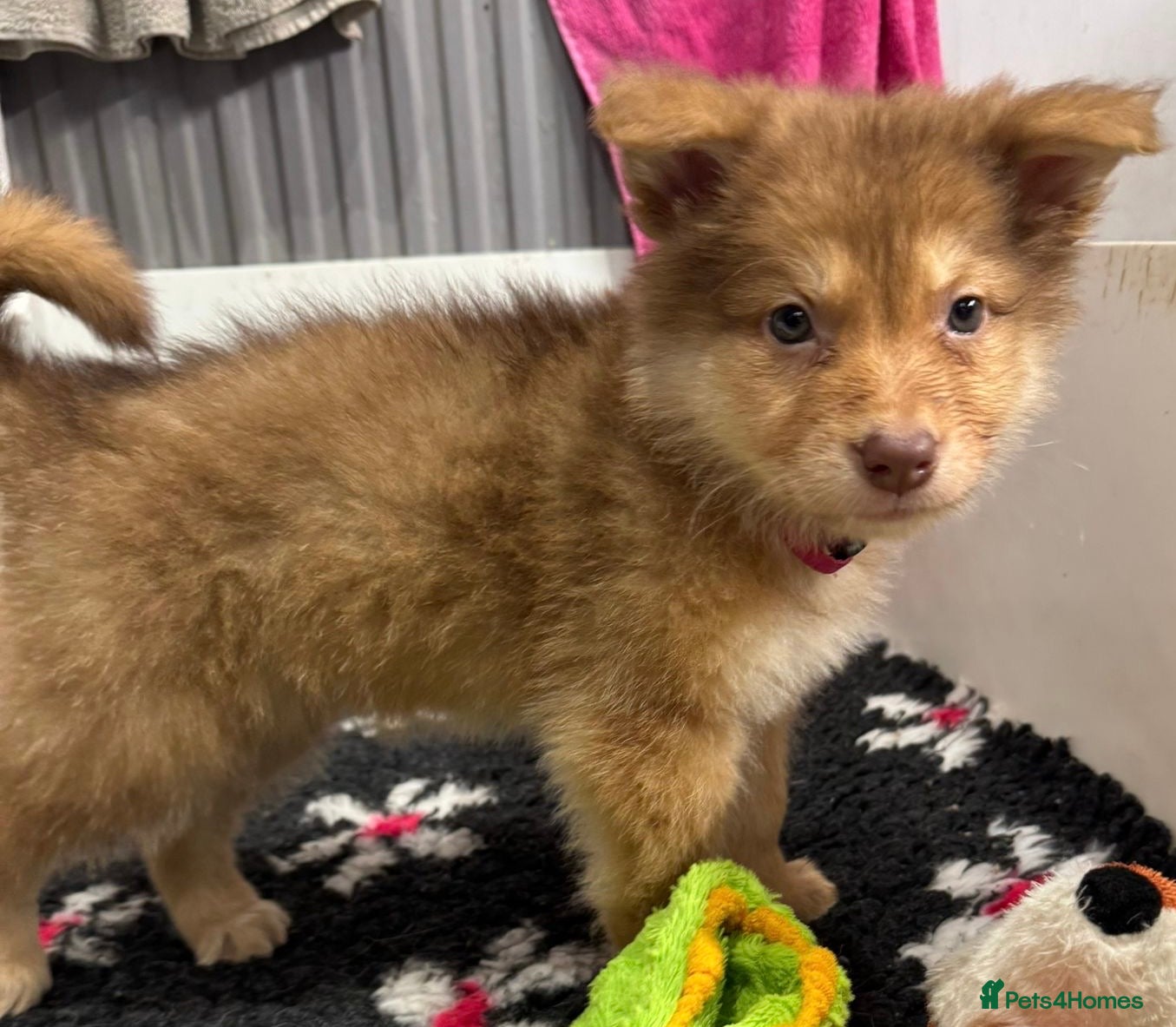 Saarloos Wolfdog dogs Extensively Health Tested Wolfdog Puppies - Advert 4