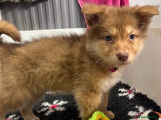 Saarloos Wolfdog dogs Extensively Health Tested Wolfdog Puppies - Advert 4