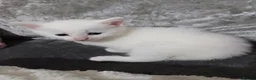 Mixed Breed cats for sale: 5 beautiful white kittens with lovely temperaments - Advert 8