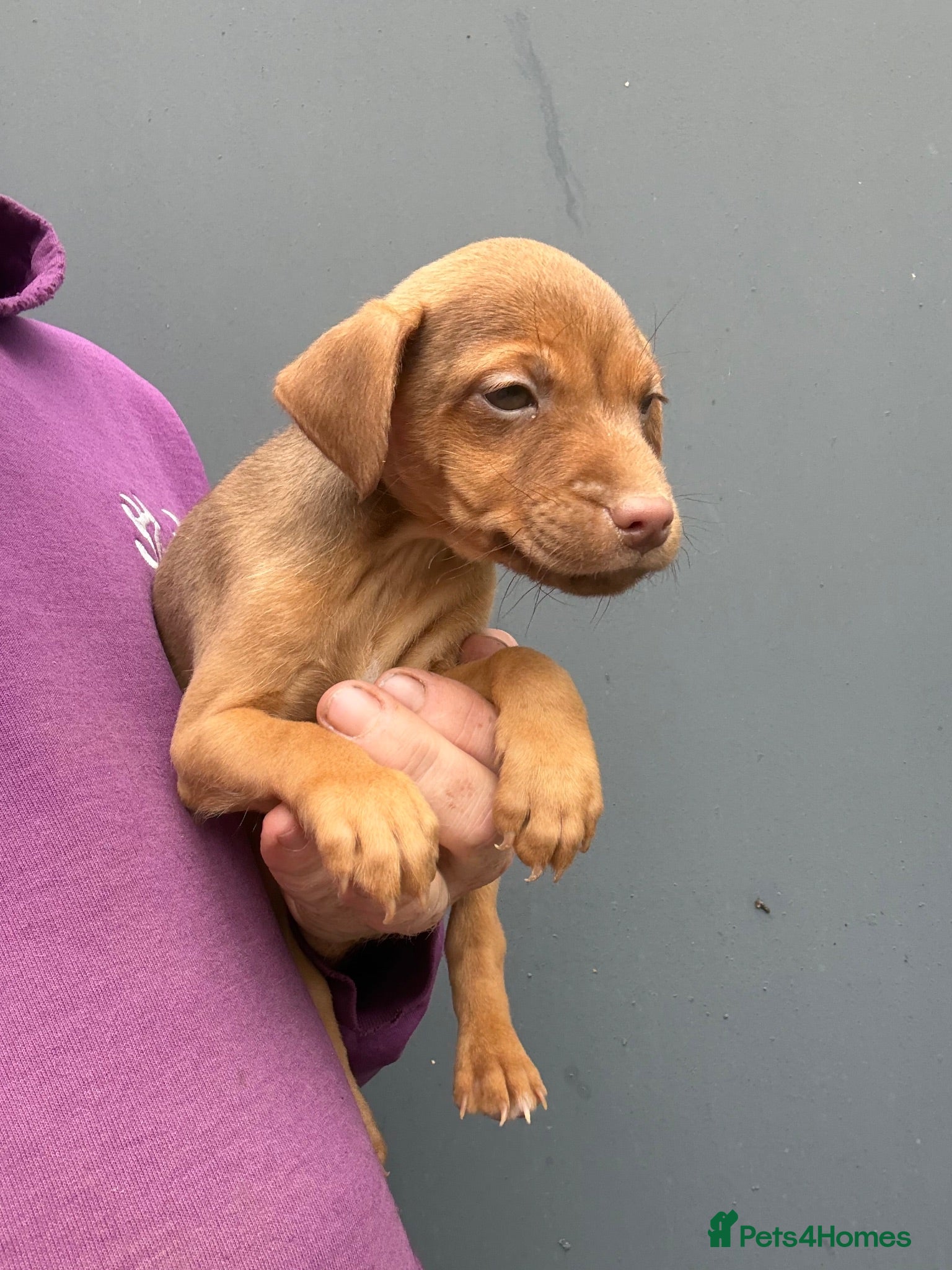 Patterdale Terrier dogs Quality Patterdale Pups Available  - Advert 2