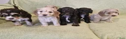 Cockapoo dogs for sale: Cockapoo in Norwich - Advert 2