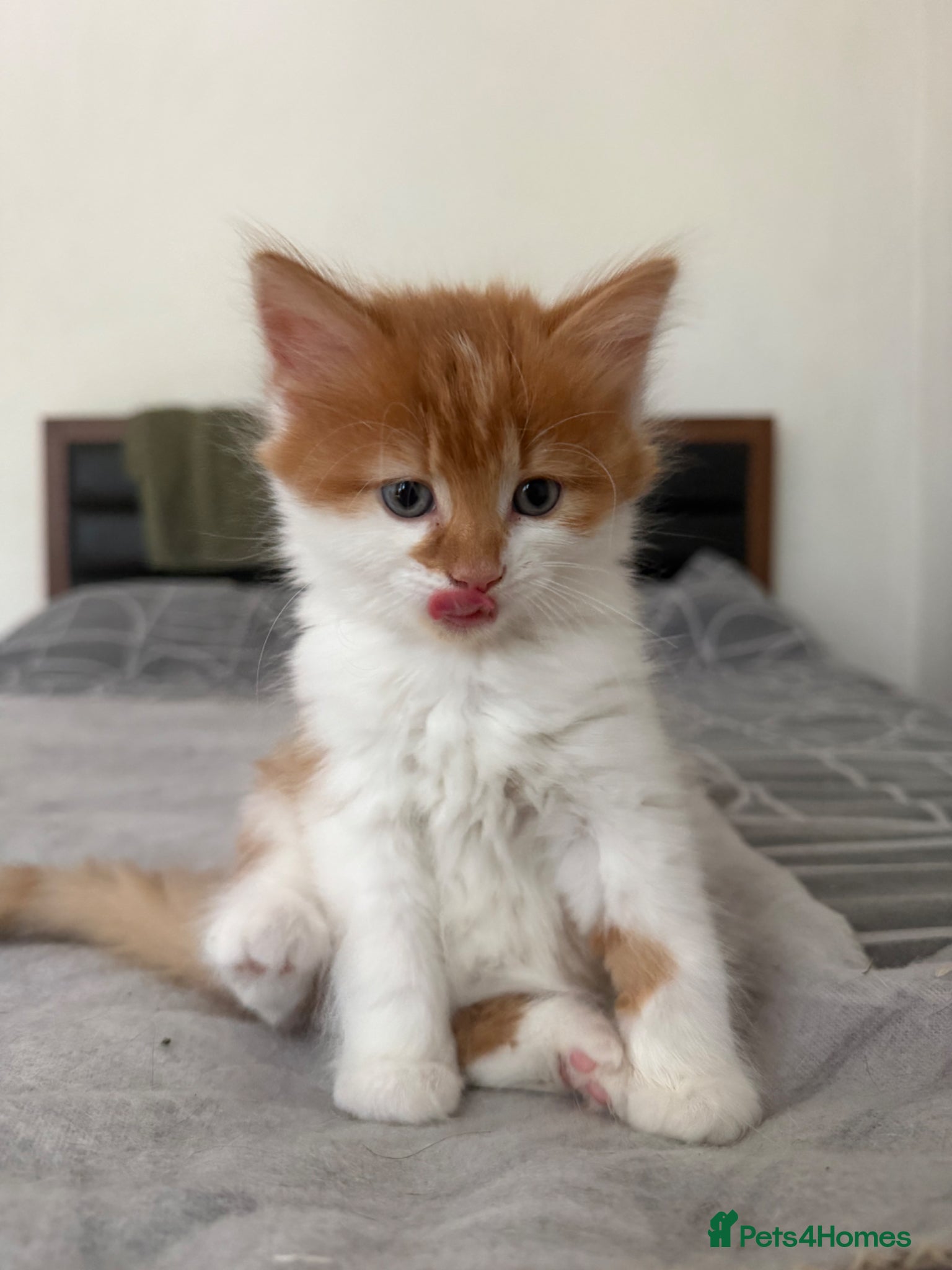 Mixed Breed Kitten 2