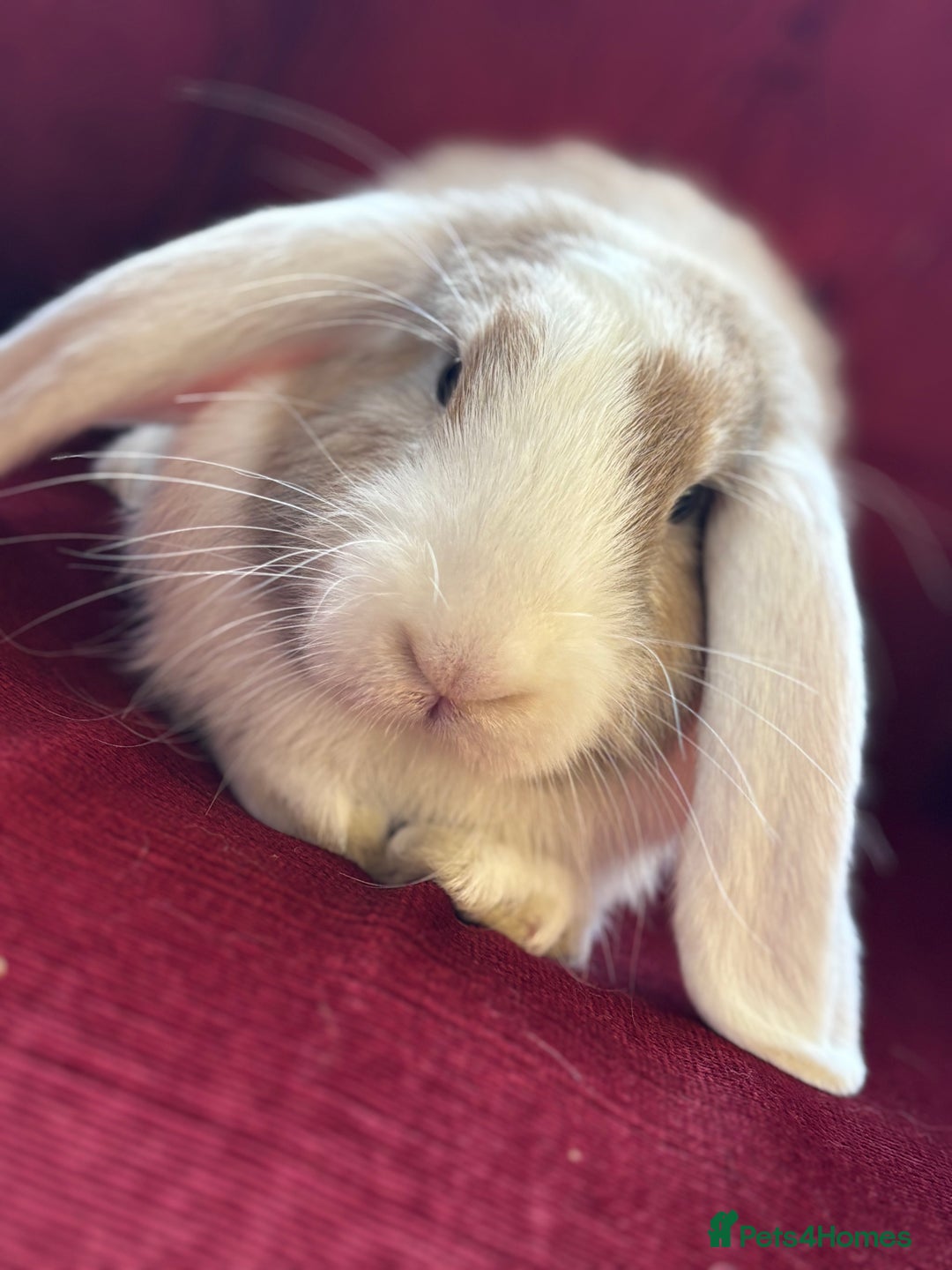 Mini Lop rabbits for sale: Lop bunny for sale 3 months old  - Image 2