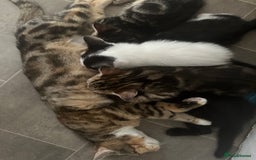 Mixed Breed cats for sale: Kittens  - Image 4