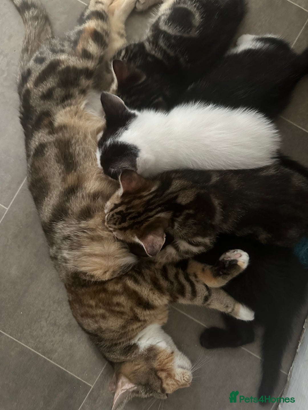 Mixed Breed cats for sale: Kittens  - Image 4