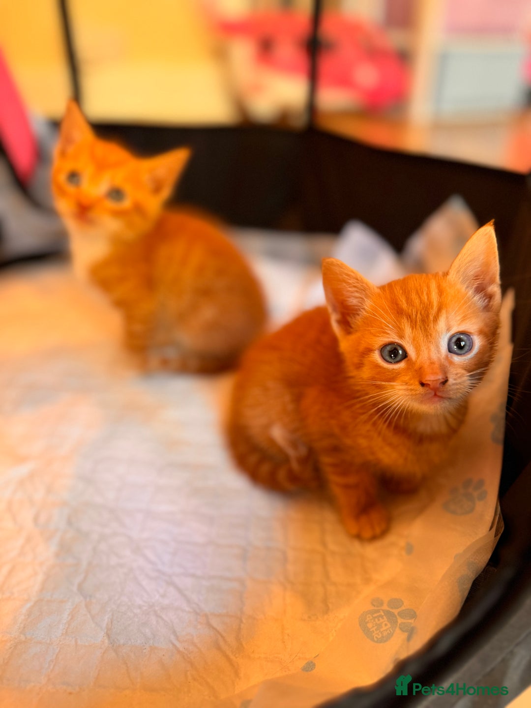 British Shorthair cats for sale: 6 British shorthair/calico kittens ready now - Image 8