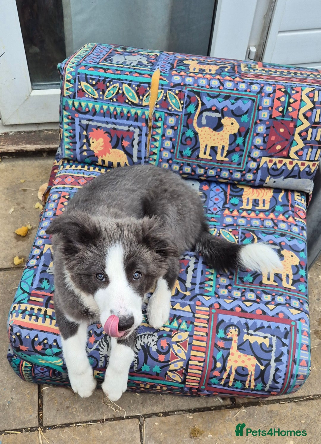 Border Collie dogs for sale: Stunning KC registered blue and white bitch  - Image 5