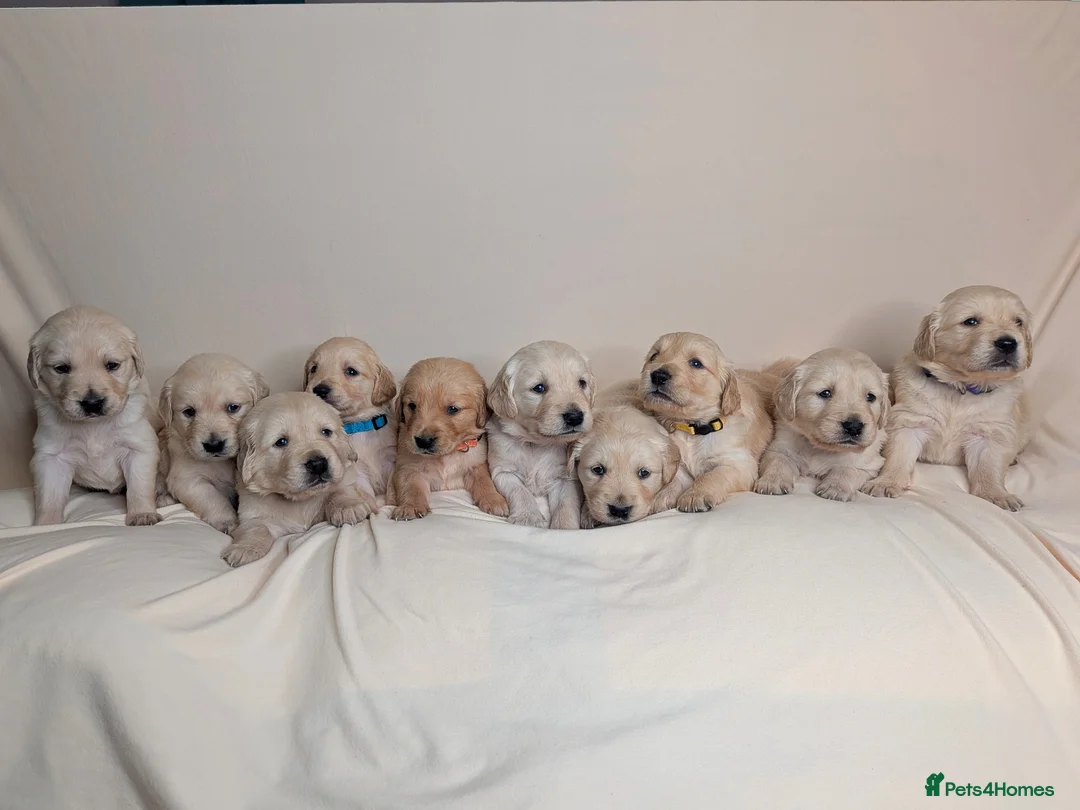 Golden Retriever dogs for sale: Golden Retriever pups - Advert 2