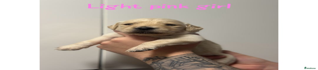 Golden Retriever Puppy Light Pink Girl