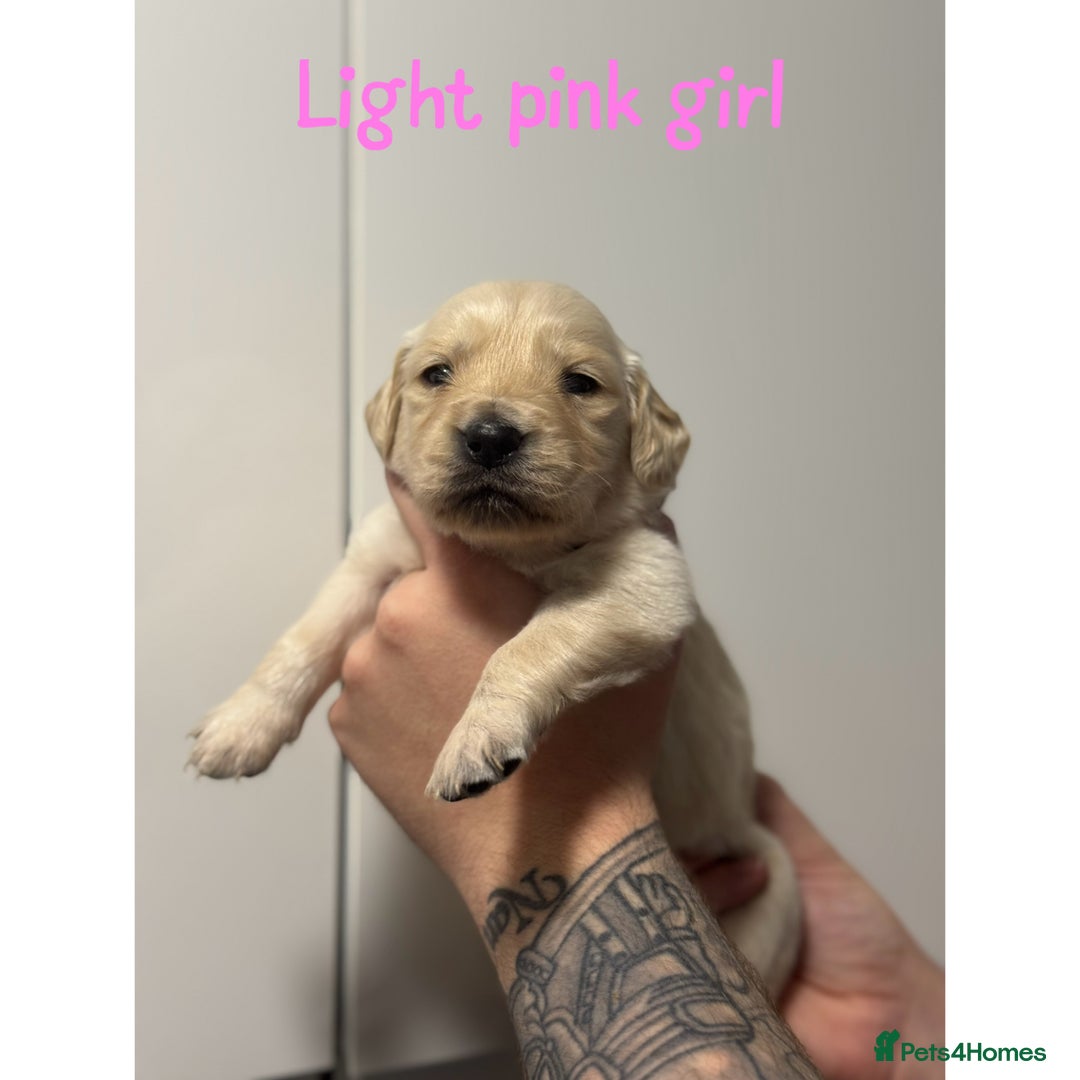 Golden Retriever dogs for sale: Stunning Showline Golden Retrievers 🐾  - Image 17