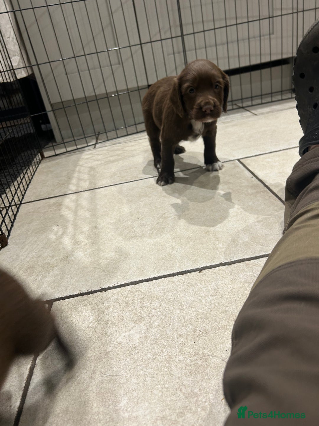 Sprocker dogs for sale: Working Sprocker Spaniels  - Advert 19