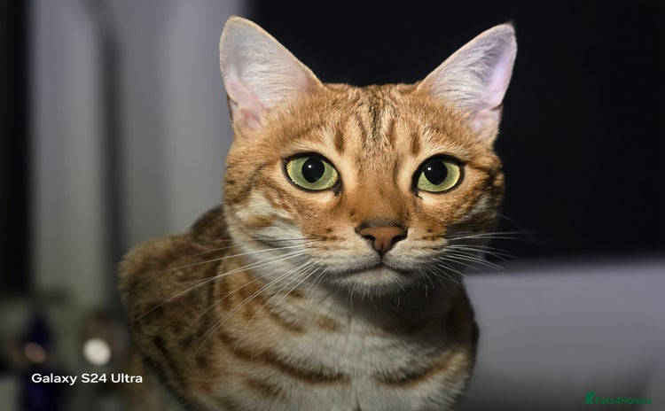 Bengal cats - Advert 8
