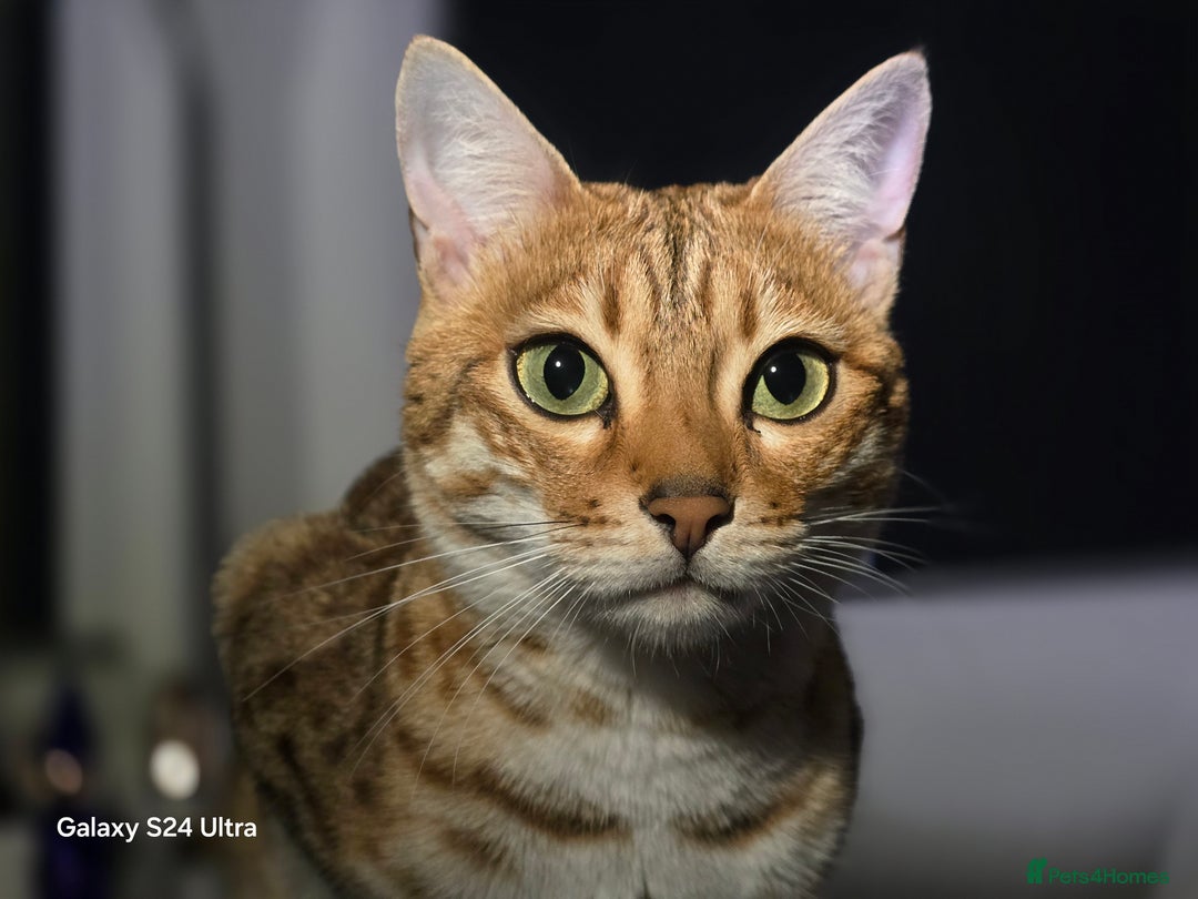 Bengal cats for sale: Beautiful Bengal Female  - Image 1