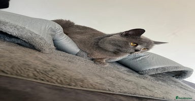 British Shorthair cats - Advert 3