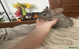 Chinchilla rodents for sale: Boy chinchilla for sale - Image 6