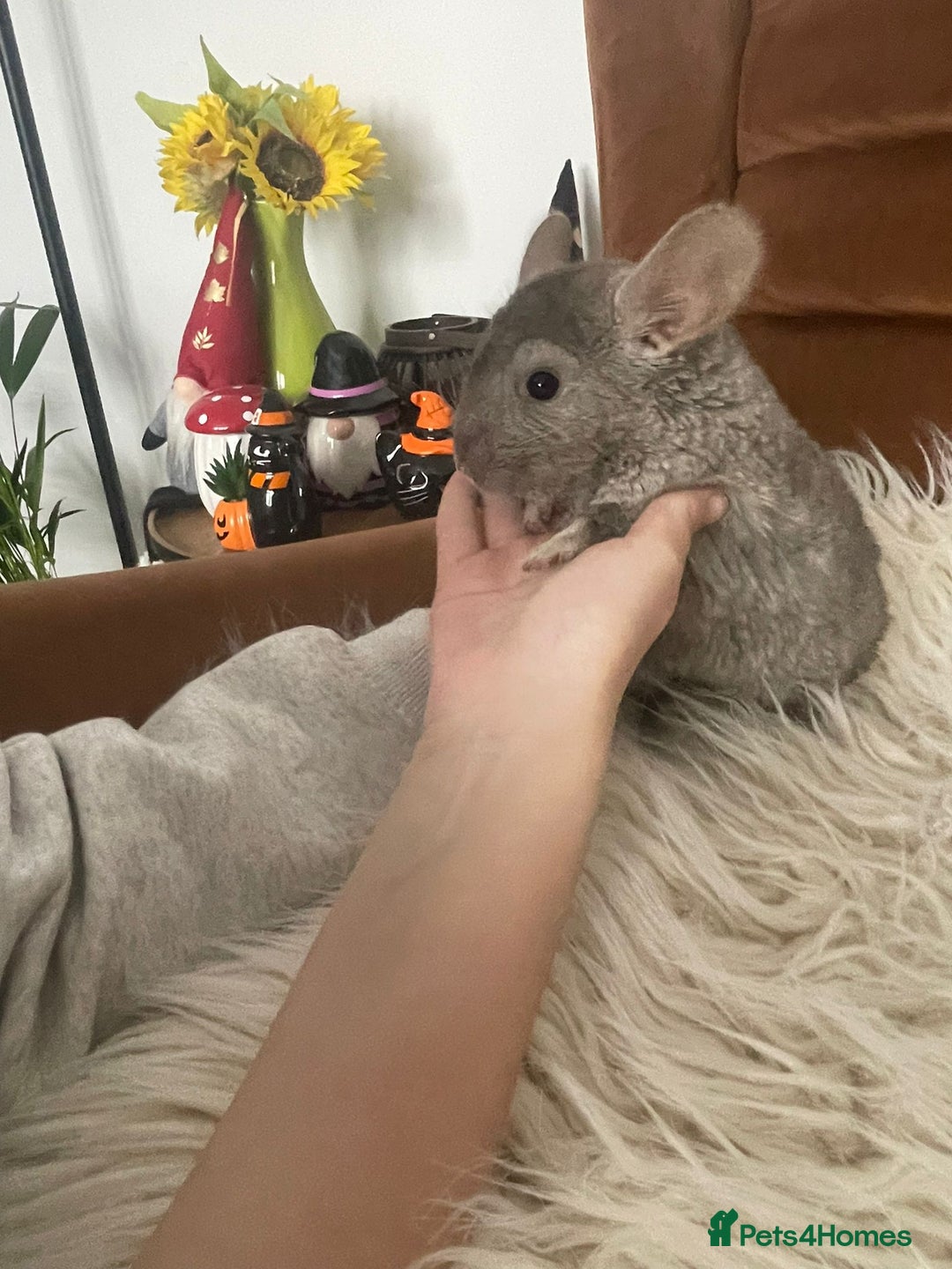 Chinchilla rodents for sale: Boy chinchilla for sale - Image 6