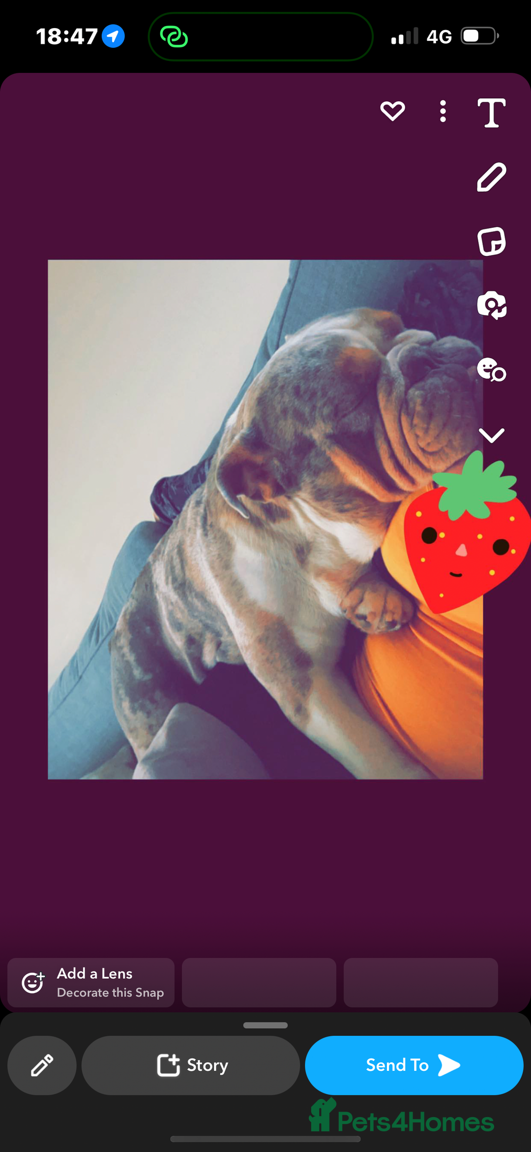 English Bulldog dogs for sale: Azzy  - Image 3