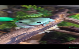 Frog reptiles for sale: Tree Frog & full setup - Image 2