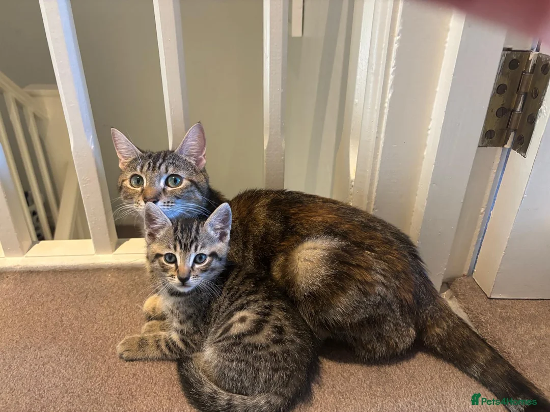 Mixed Breed cats for sale: Beautiful playful kittens in Chester - Advert 8