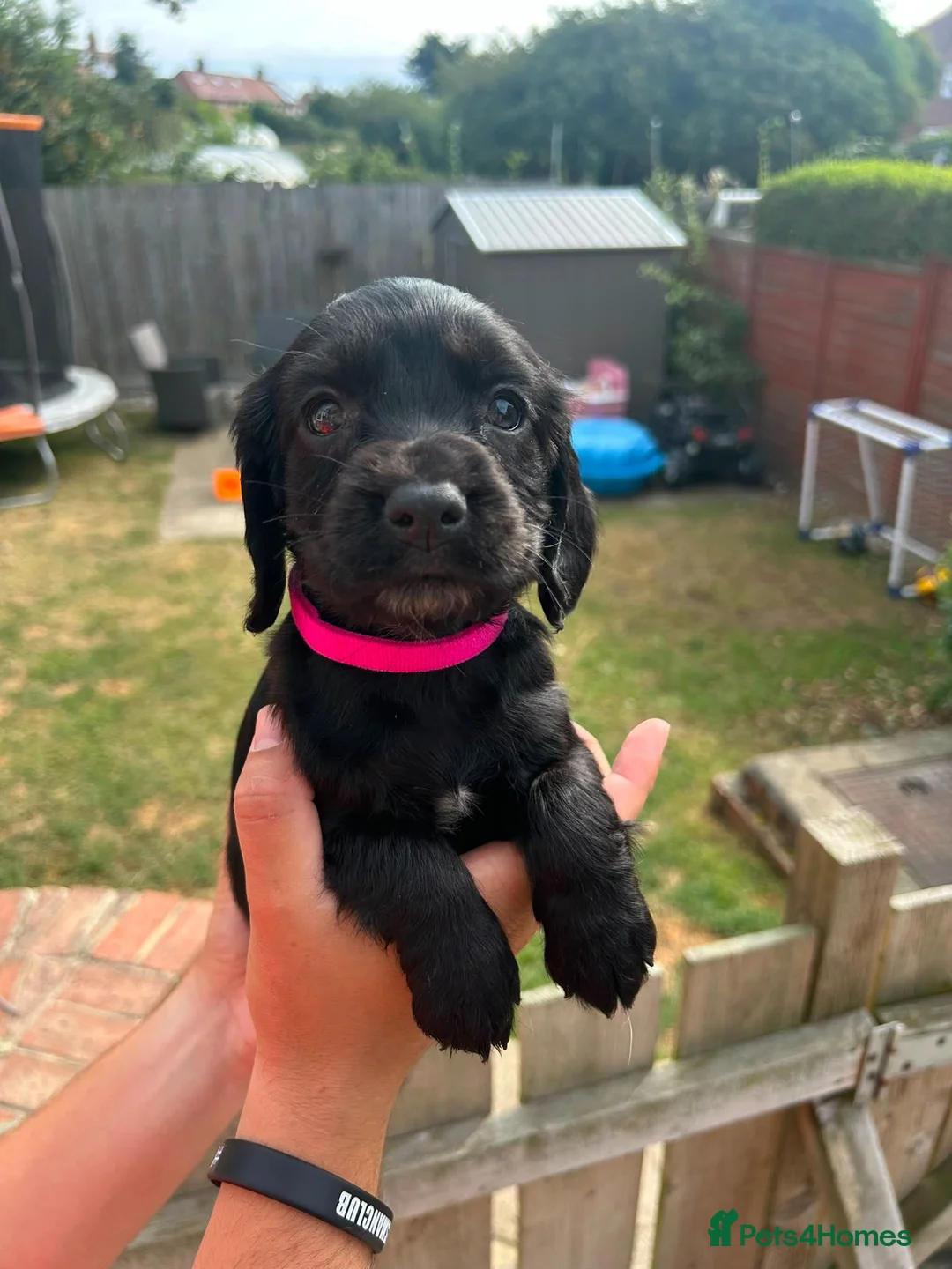 Sprocker dogs for sale: F1 Sprocker puppies !! ONLY 2 LEFT !! - Advert 2