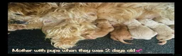 Miniature Poodle dogs for sale: Minature Poodle puppys!🐶🐾 - Advert 23