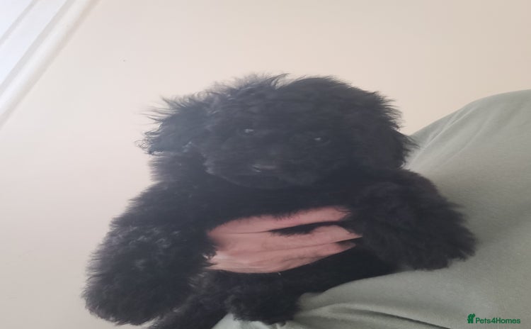 Toy Poodle dogs - Advert 4