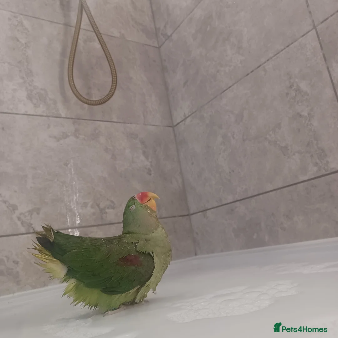 Parakeets birds for sale: Friendly Alexandrine Parrot  in Manchester - Advert 1