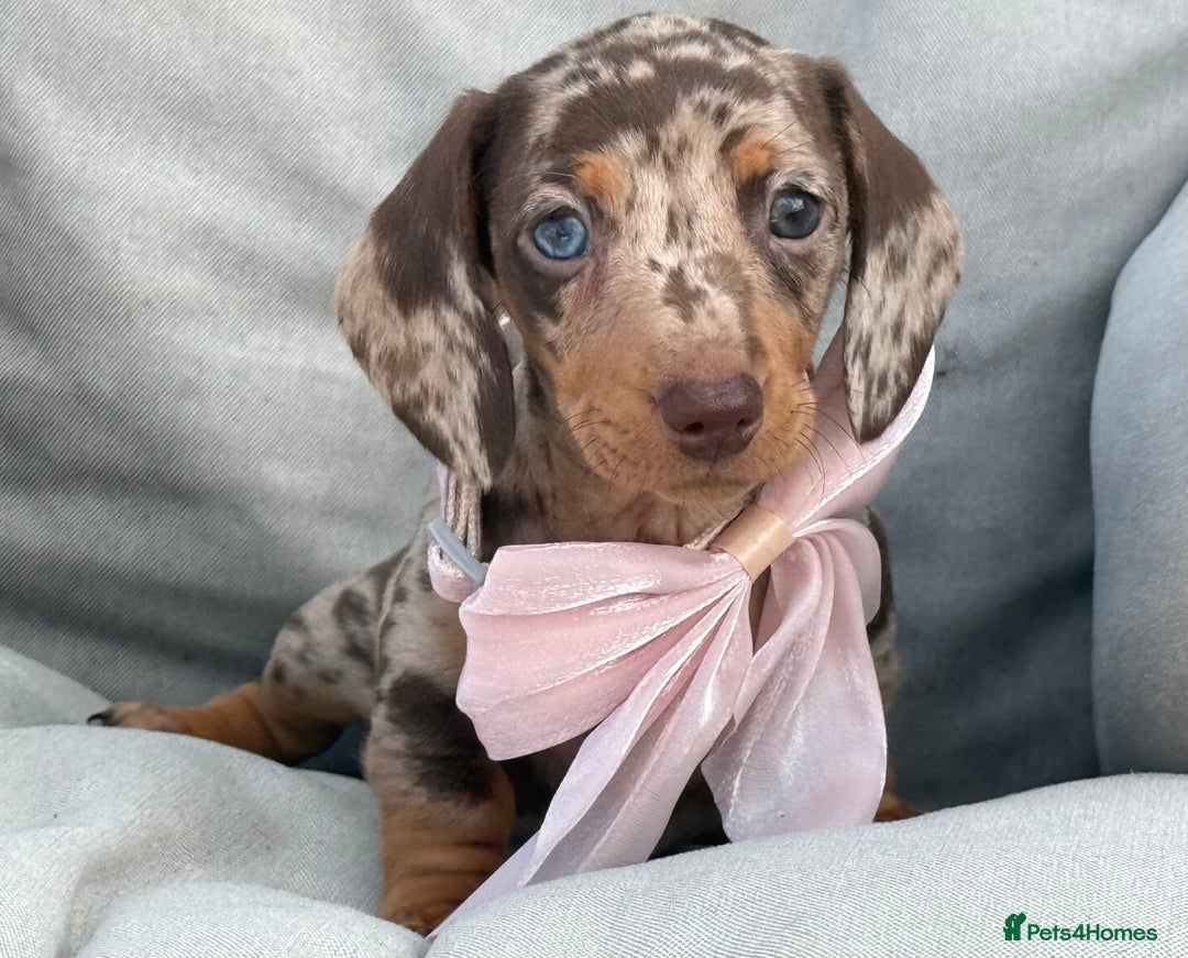 Miniature Dachshund dogs for stud: 🌟KC Registered Silver Dapple Miniature Dachshund - Advert 8