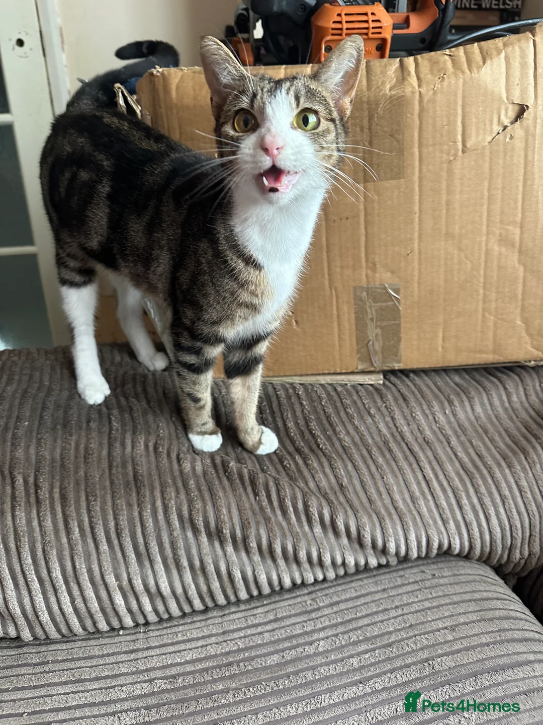 Mixed Breed cats for sale: Two playful kittens  - Advert 1