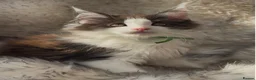 Maine Coon cats for sale: Outstanding GCCF Registered Maine Coon Kittens 🐾  - Advert 19
