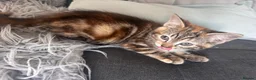 Mixed Breed cats for sale: 2 beautiful Bengal cross girls - Advert 9