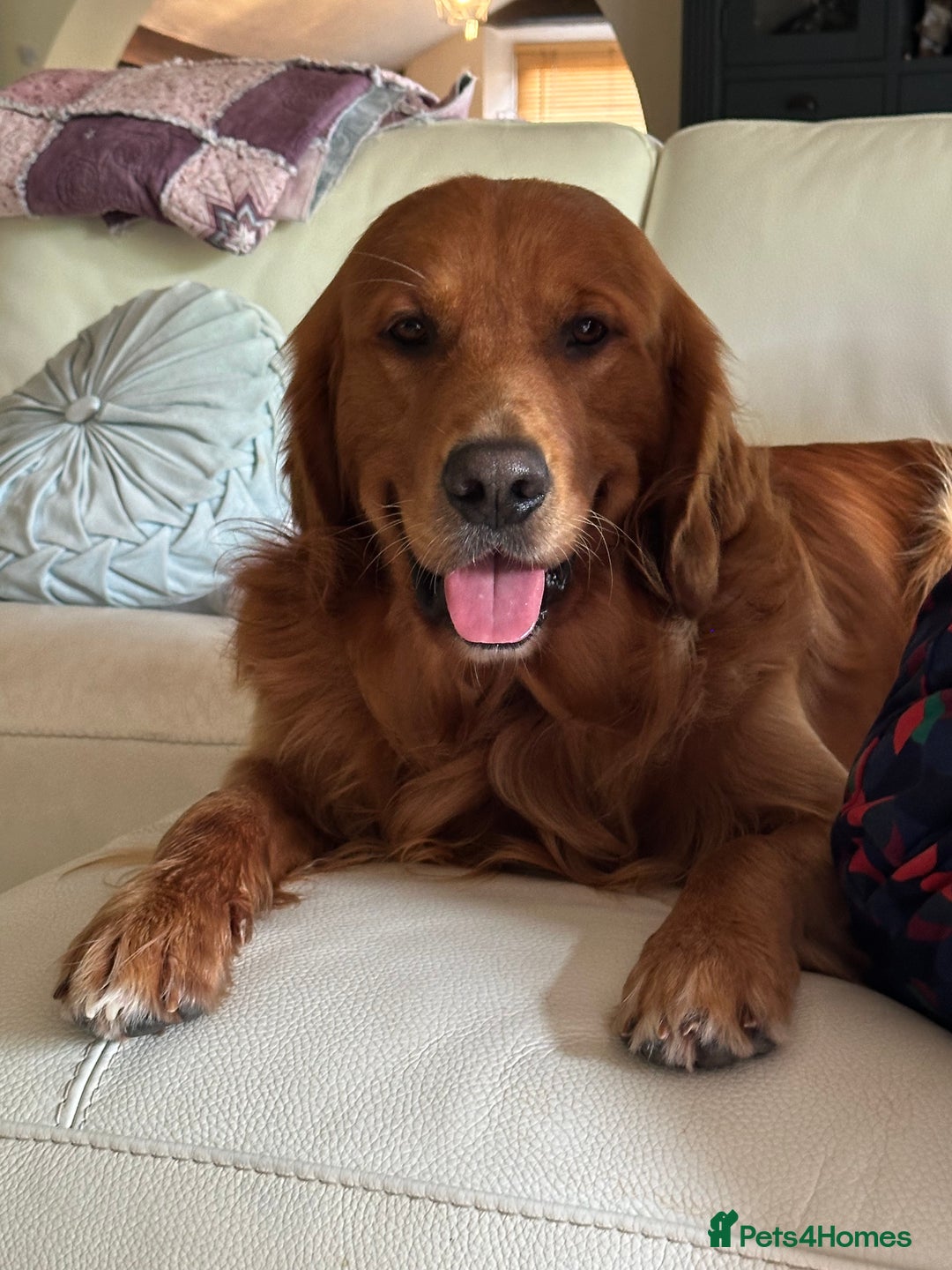 Golden Retriever dogs for stud: Handsome, Proven Fully health tested   DNA clear  - Advert 2