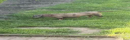 Miniature Dachshund dogs for sale: Miniature dachshund  - Advert 4