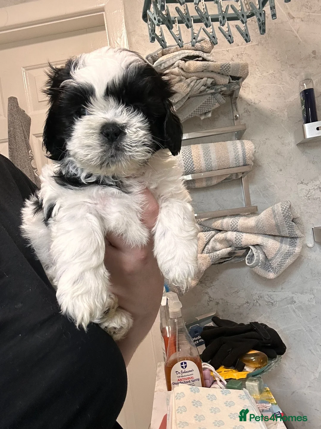 Shih Tzu dogs for sale: Female  - Advert 4